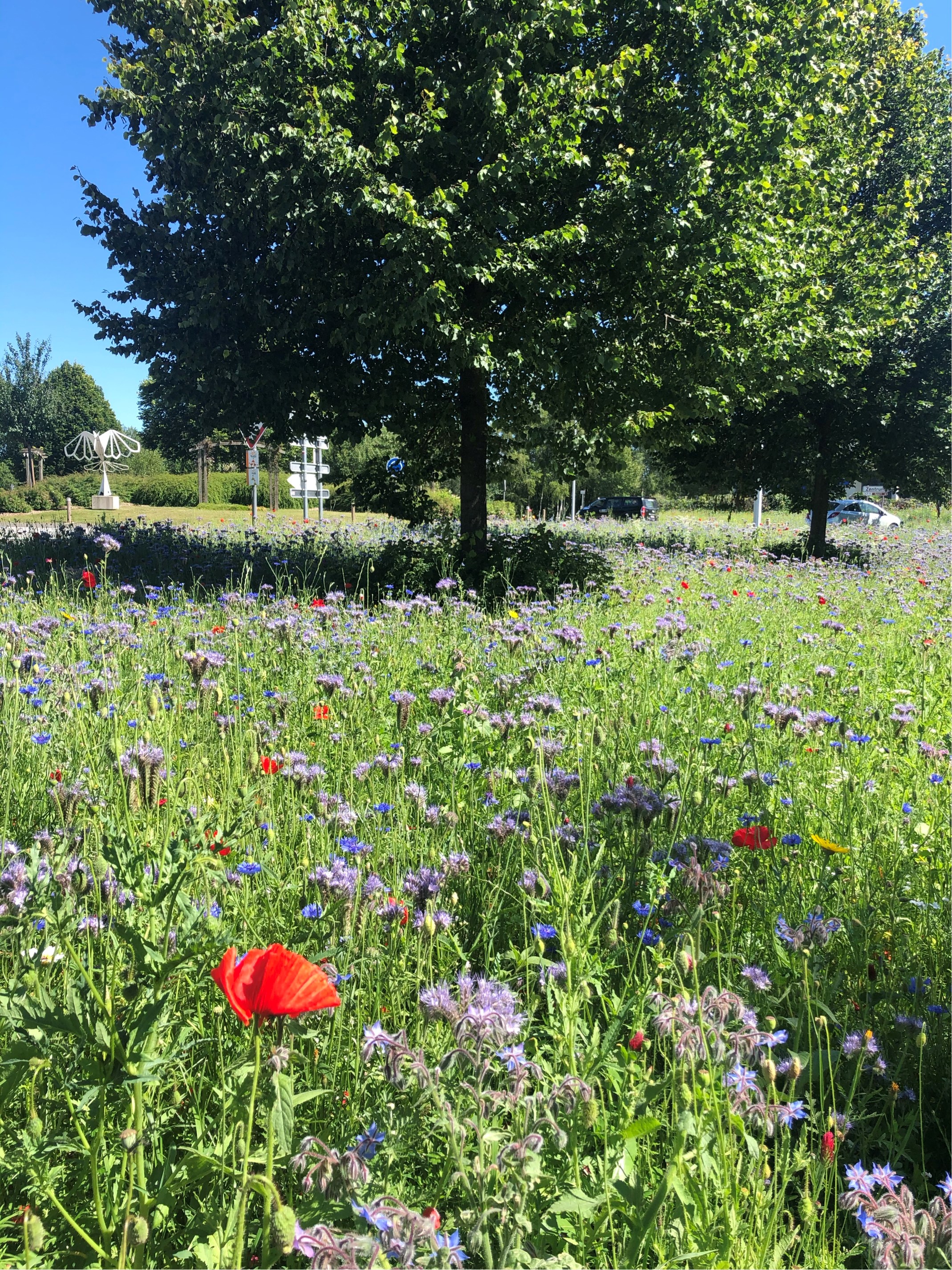 Blumenwiese2020_Dabei2-(1).jpg Blumenwiese 2020 Ortseingang Sankt Vith